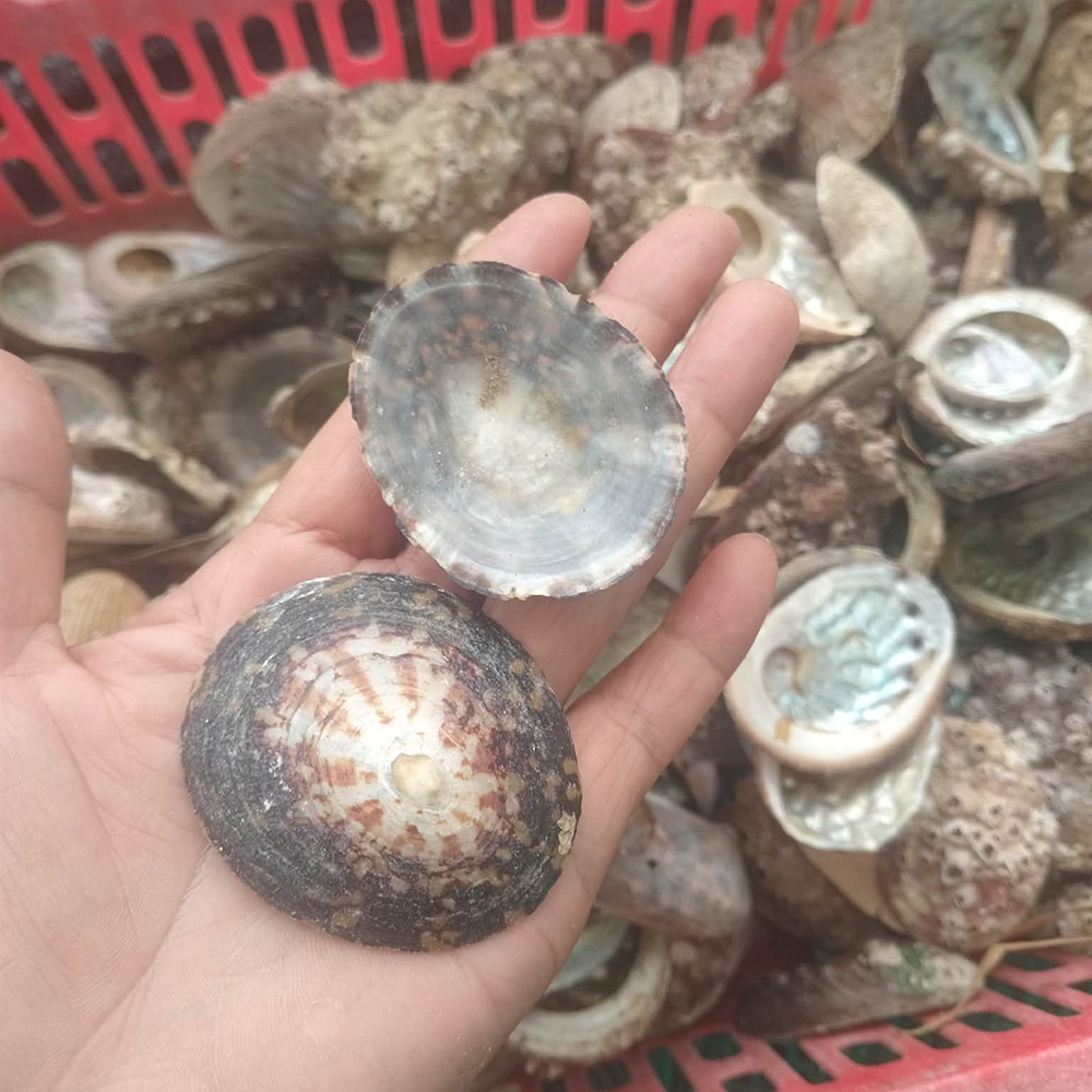 Abalone Shells — view 2