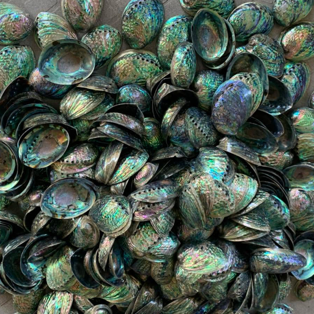 Abalone Shells