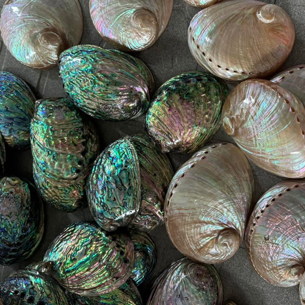 Abalone Shells — view 3
