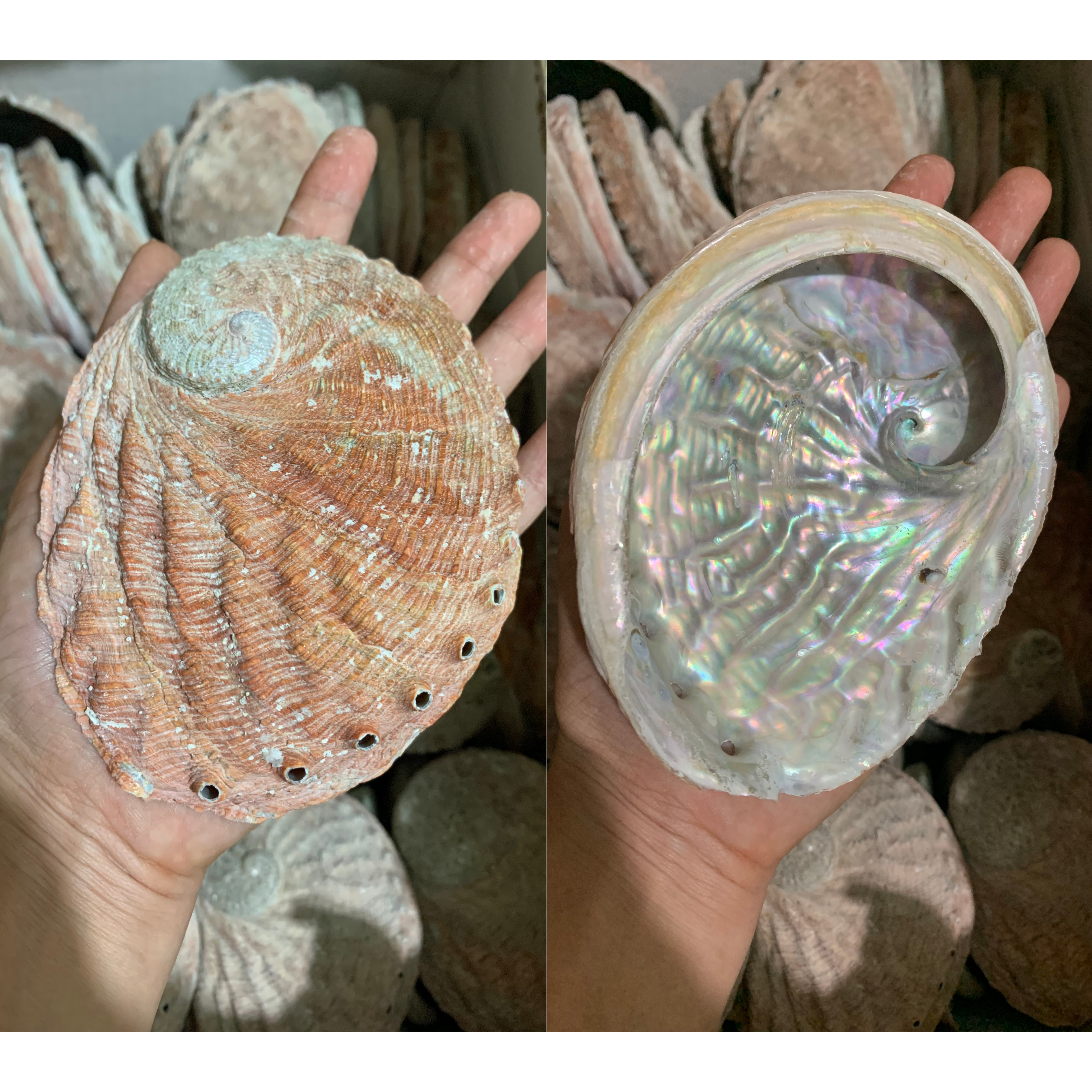 Abalone Shells — view 4