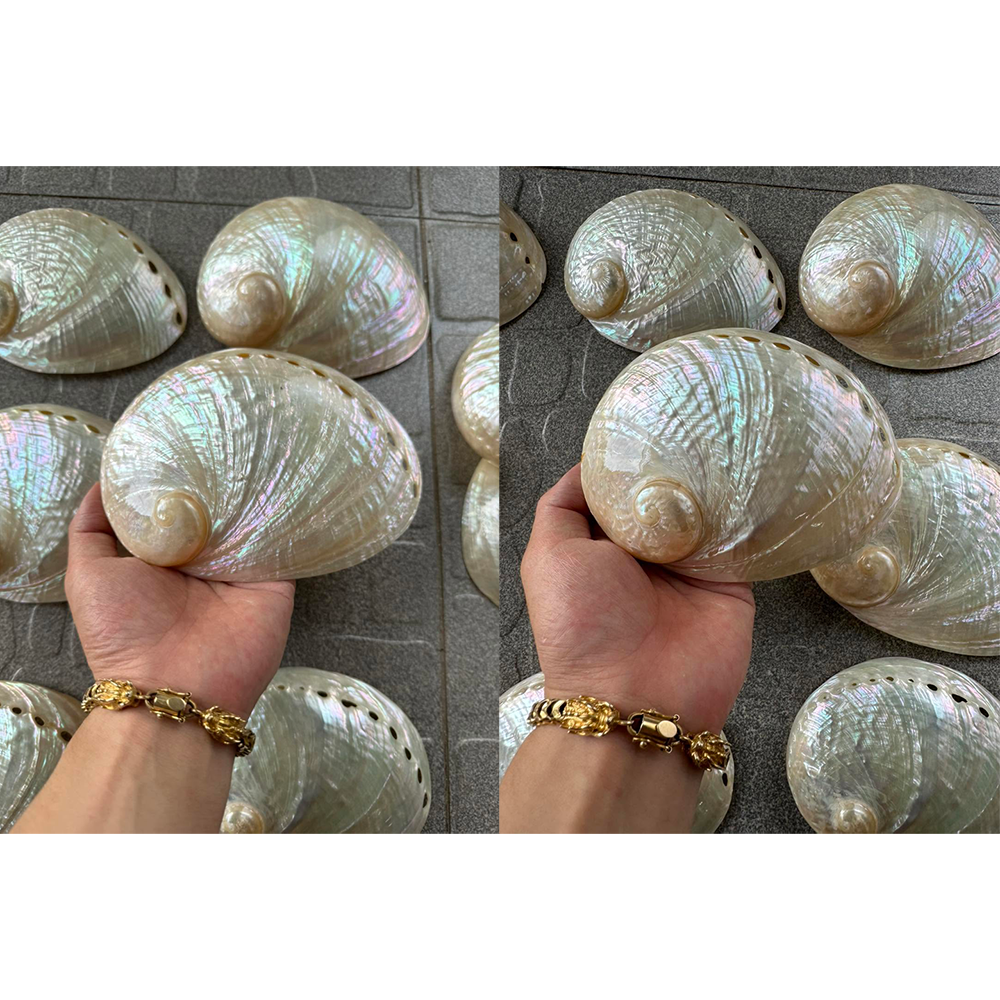 Abalone Shells — view 5