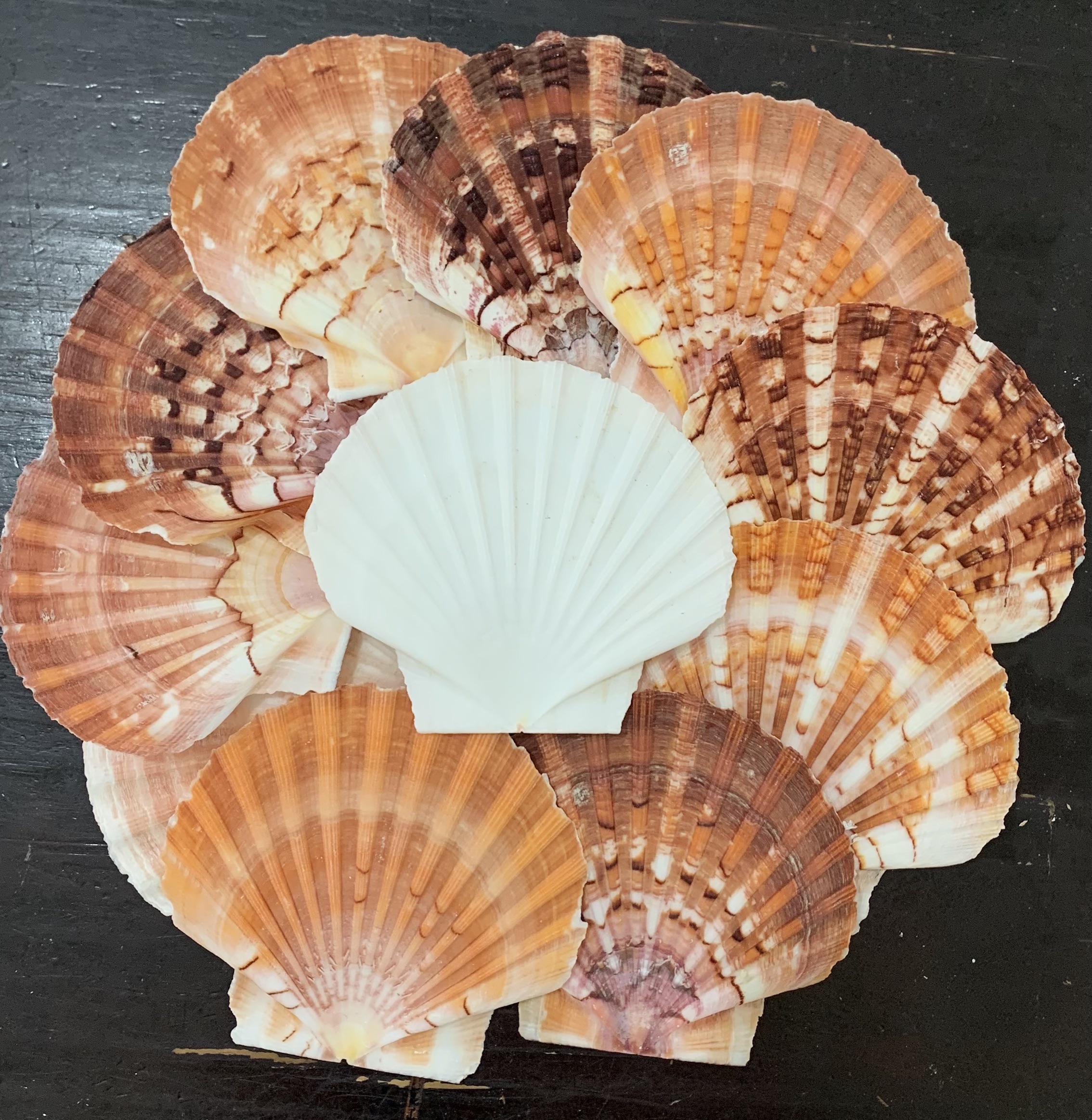 Australian Disc Scallop Shells