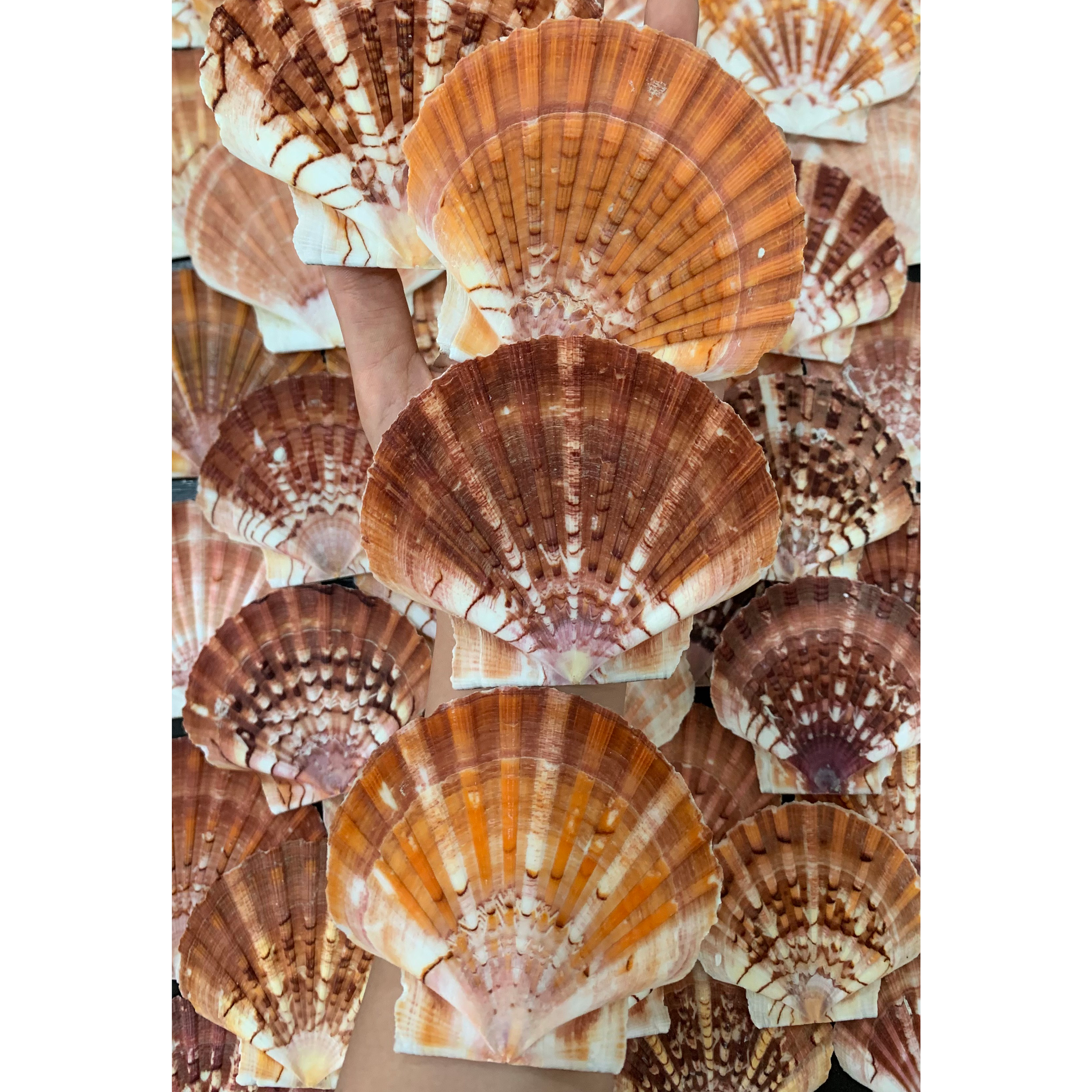 Australian Disc Scallop Shells — view 4