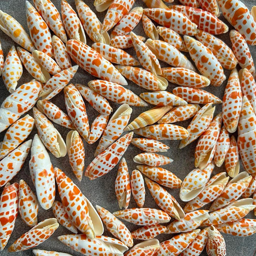 Bamboo Auger Shells