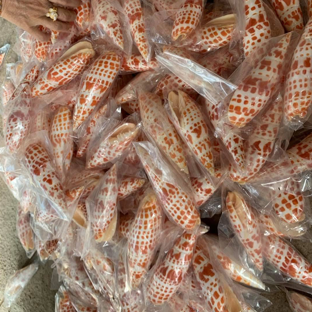 Bamboo Auger Shells — view 3