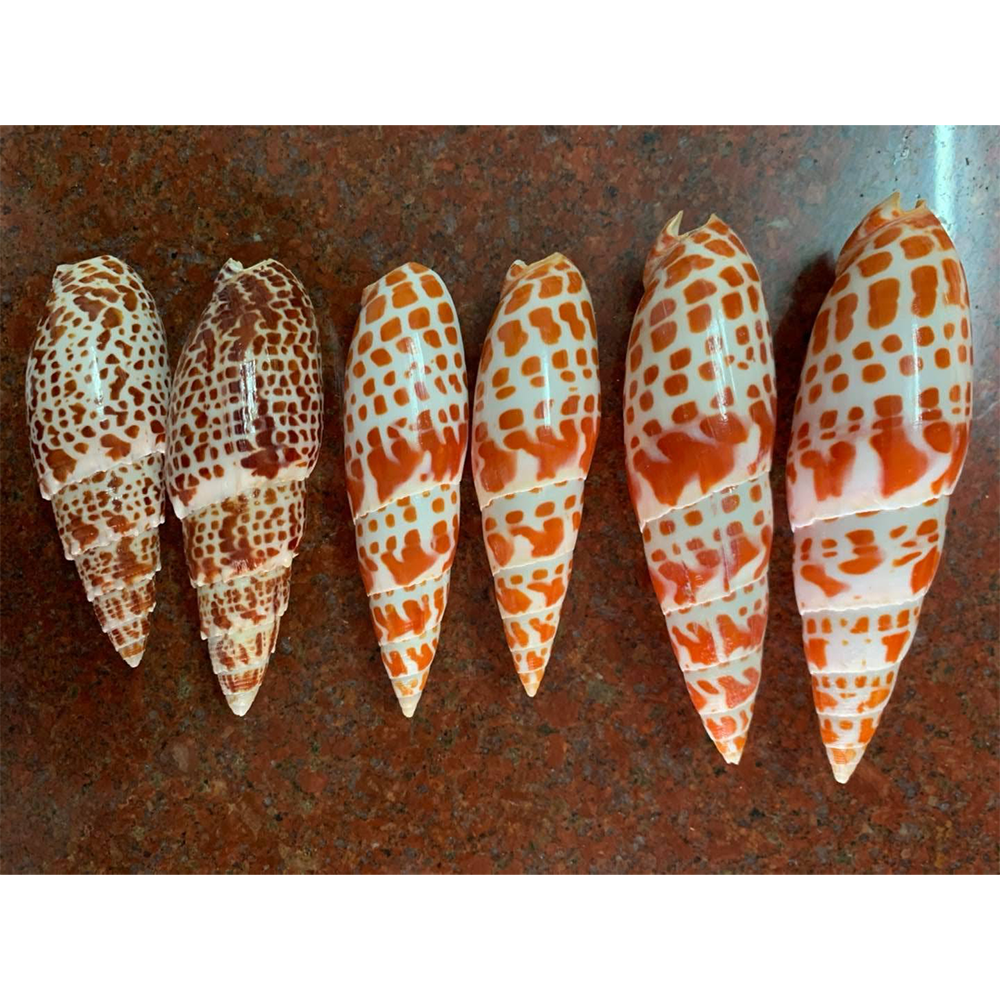 Bamboo Auger Shells — view 6