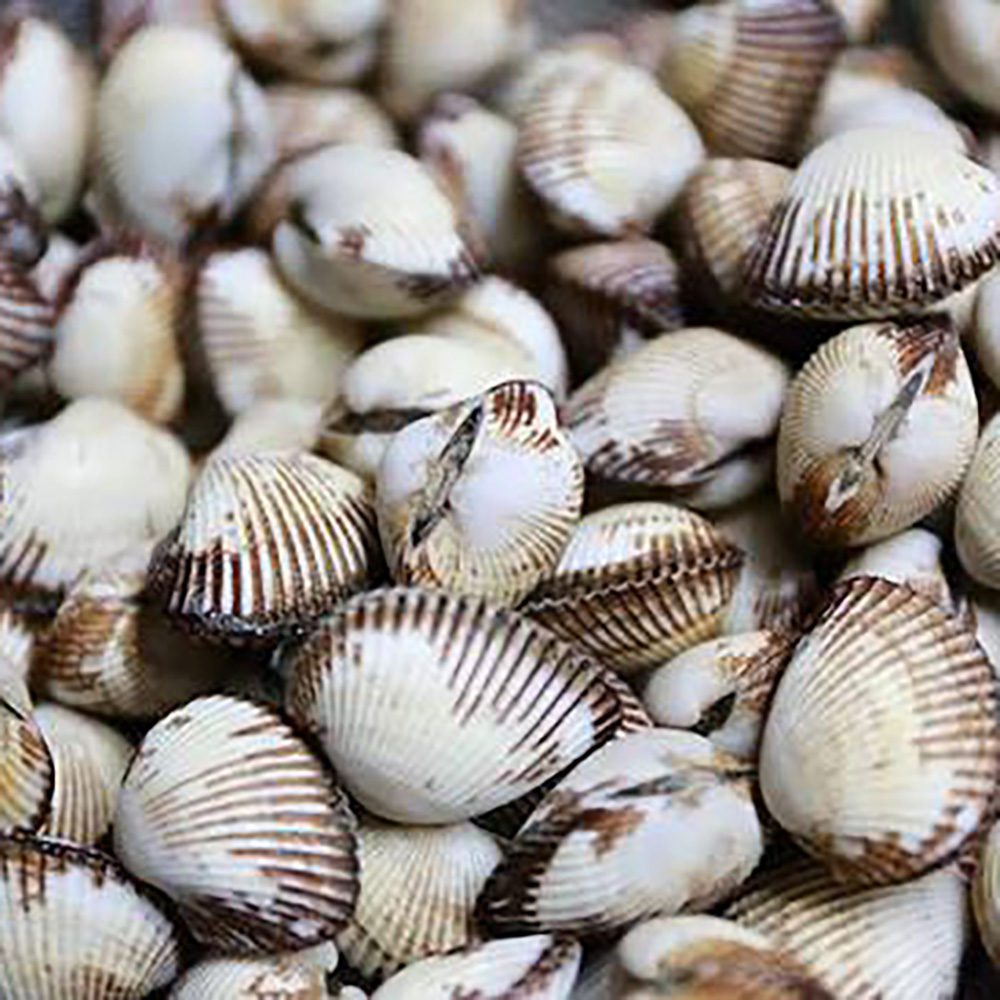 Bleached Blood Cockle Shells