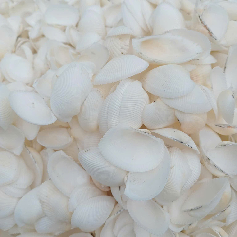 Bleached Blood Cockle Shells — view 5