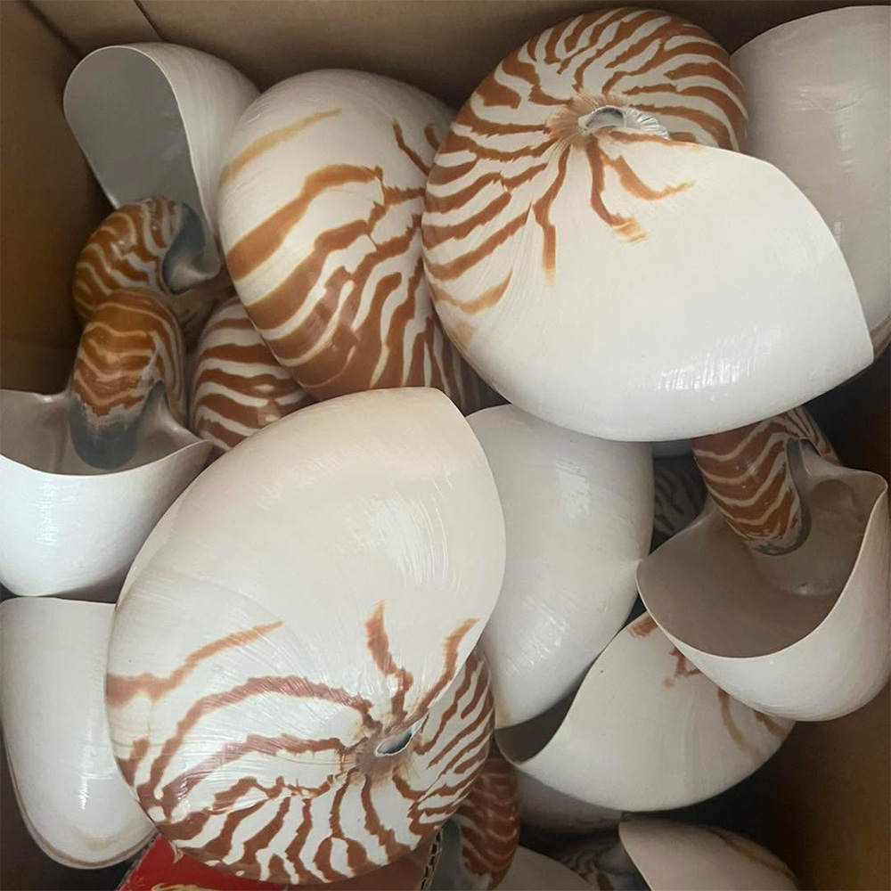 Chambered Nautilus Shells