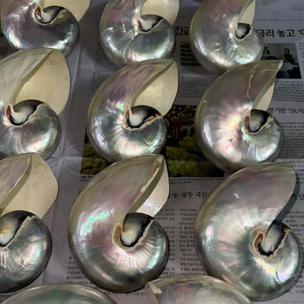 Chambered Nautilus Shells — view 3