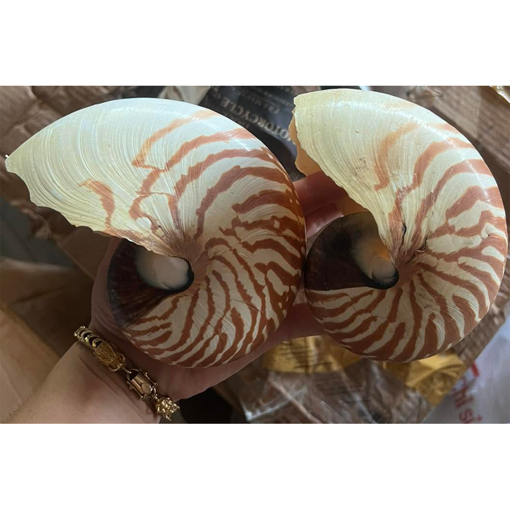 Chambered Nautilus Shells — view 4