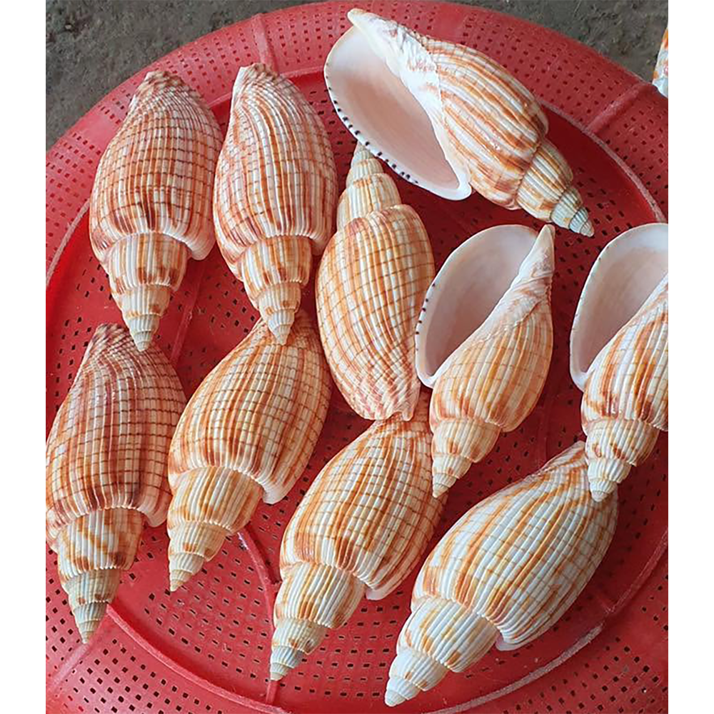 Checkered Volute Shells