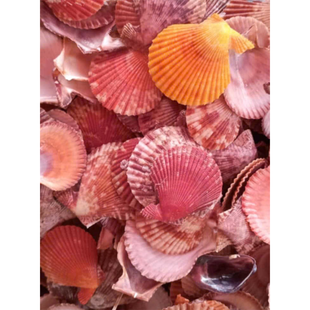 Colorful Scallop Shells