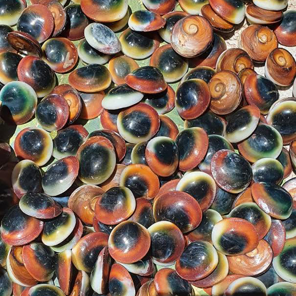Conch Lids