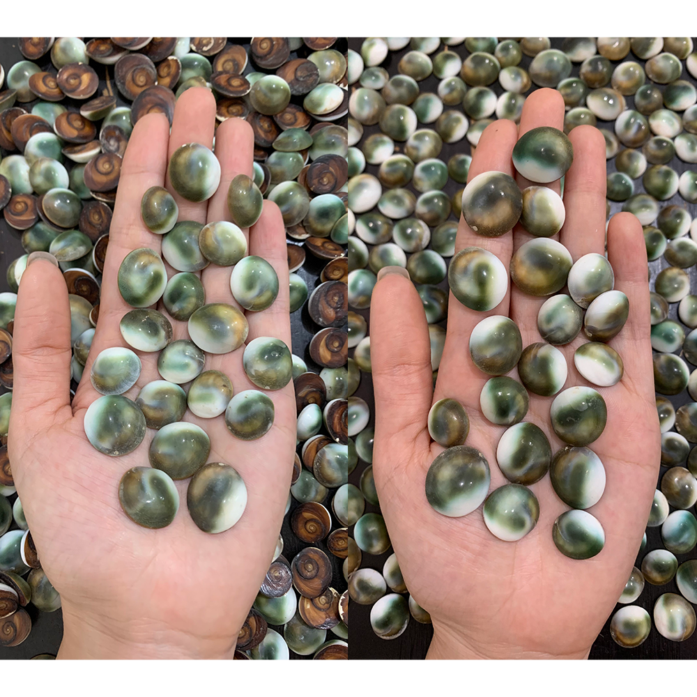 Conch Lids — view 3