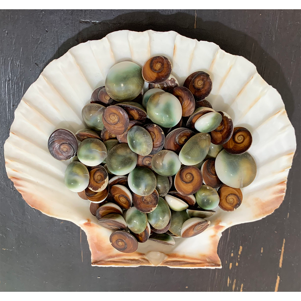 Conch Lids — view 4
