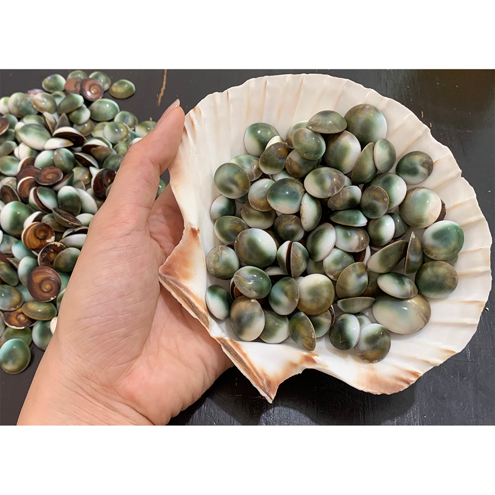 Conch Lids — view 6