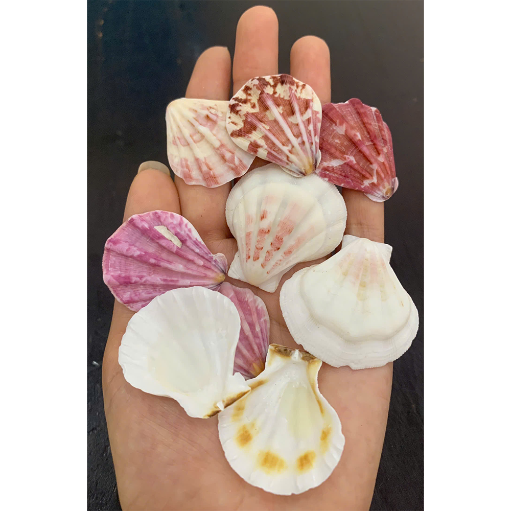Diamond Scallop Shells