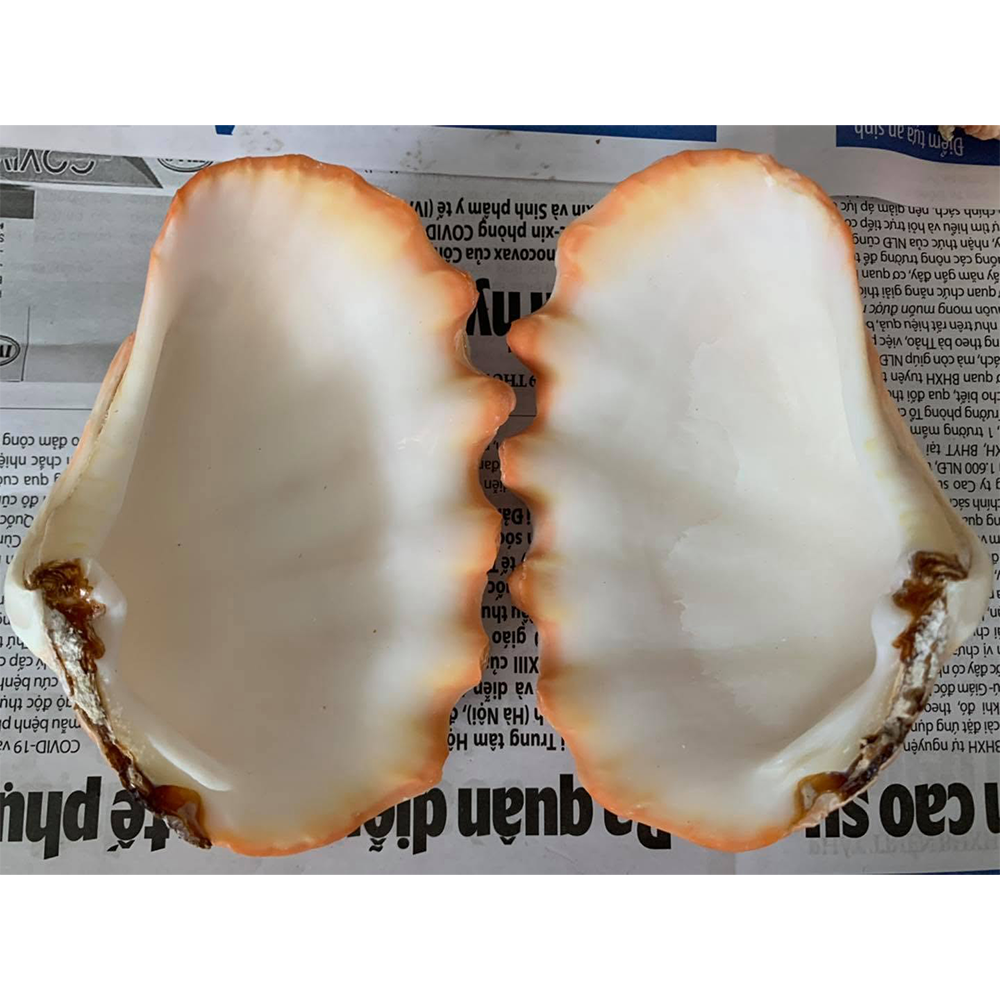 Giant Clam Shells — view 1