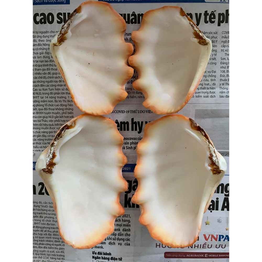 Giant Clam Shells