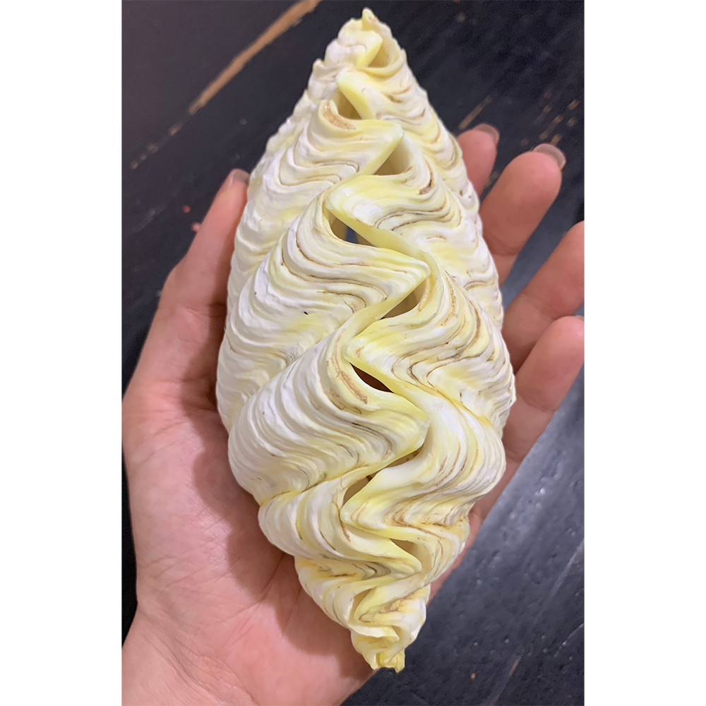 Giant Clam Shells — view 4