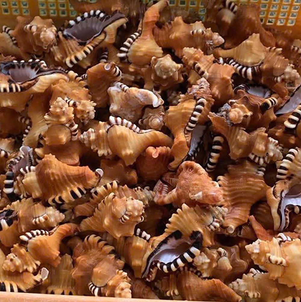 Golden Frilled Murex Shells
