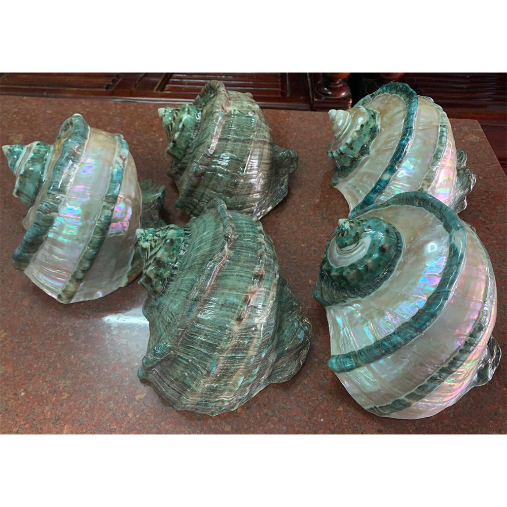 Polished Green Turbo Shells — view 4