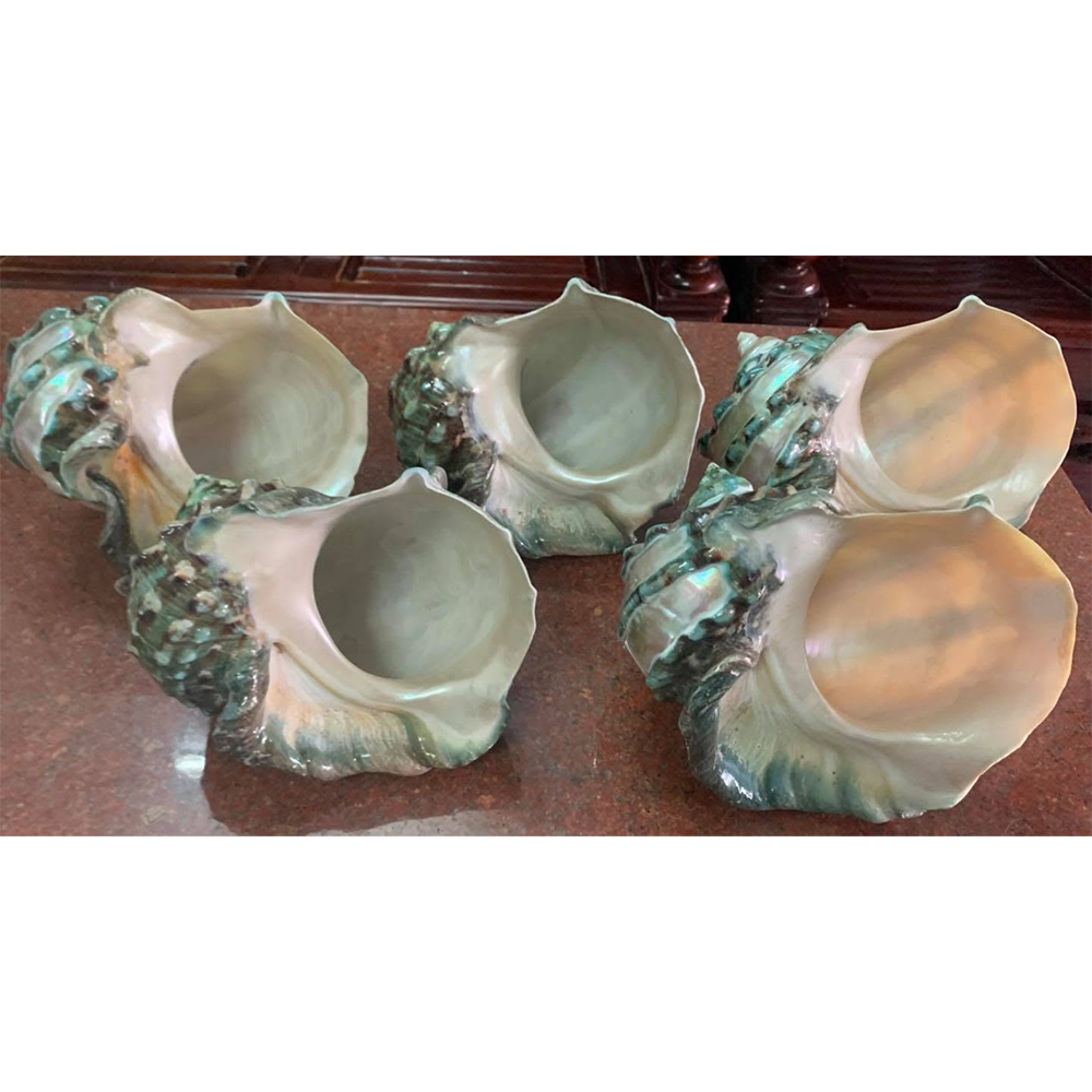 Polished Green Turbo Shells — view 3