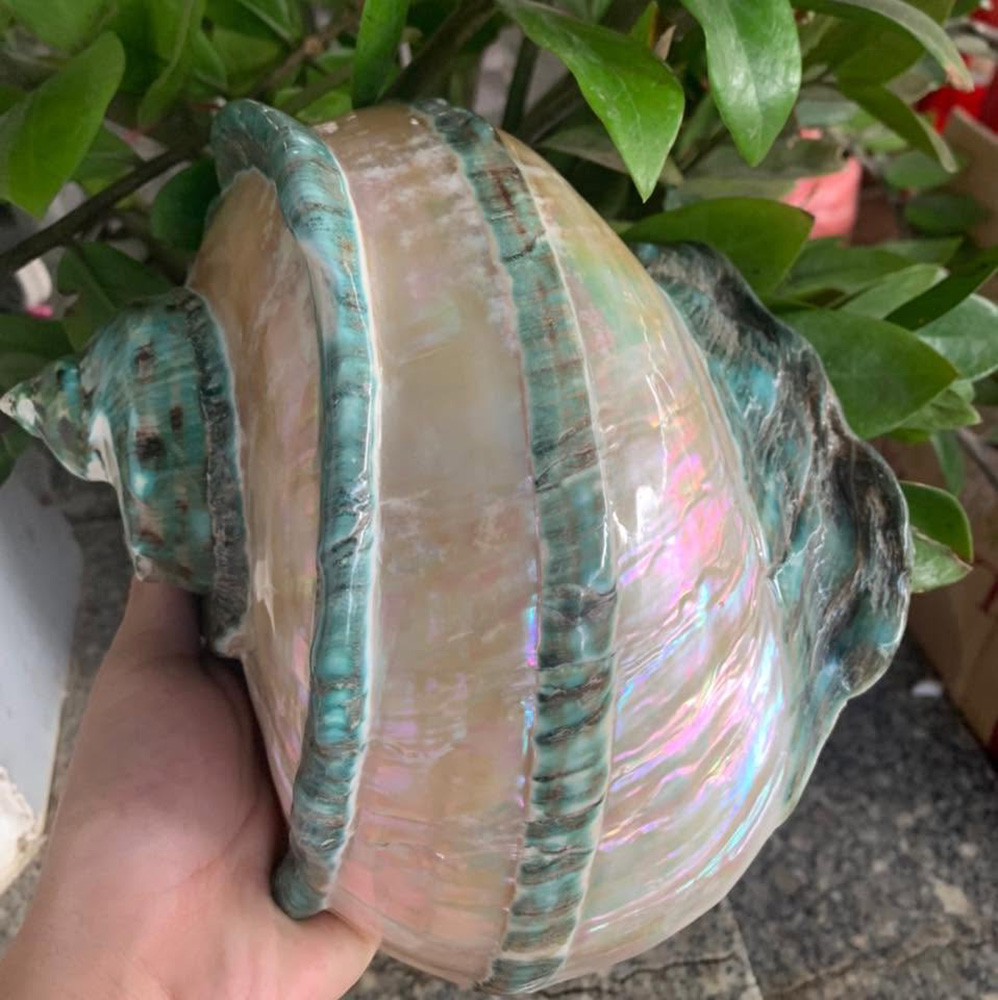 Polished Green Turbo Shells