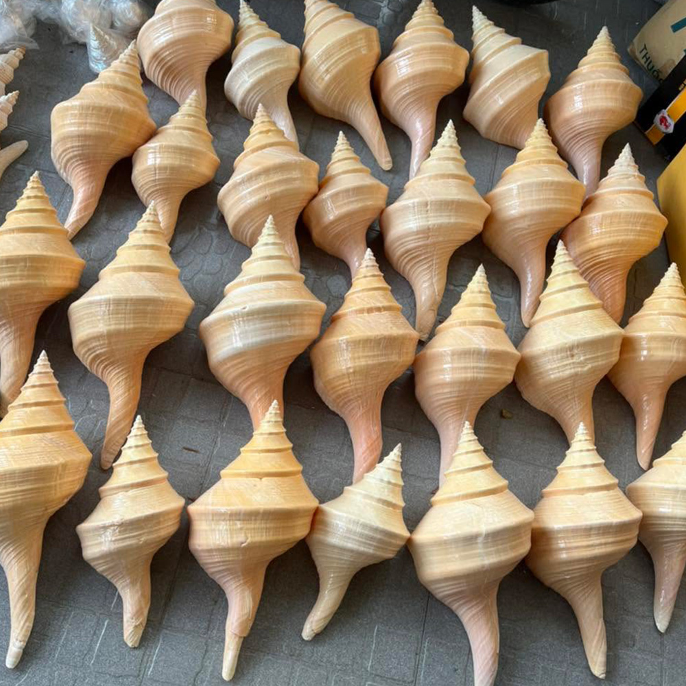Horse Conch Shells