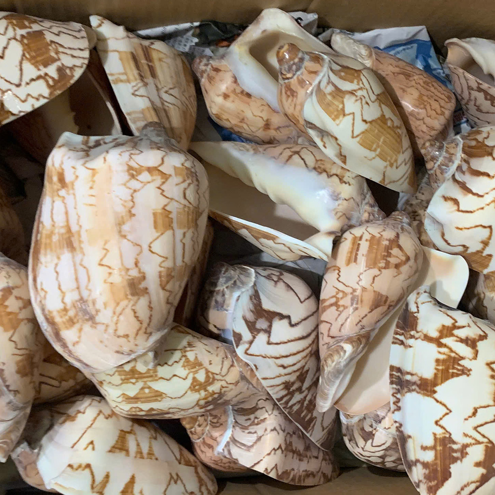 Indian Volute Shells