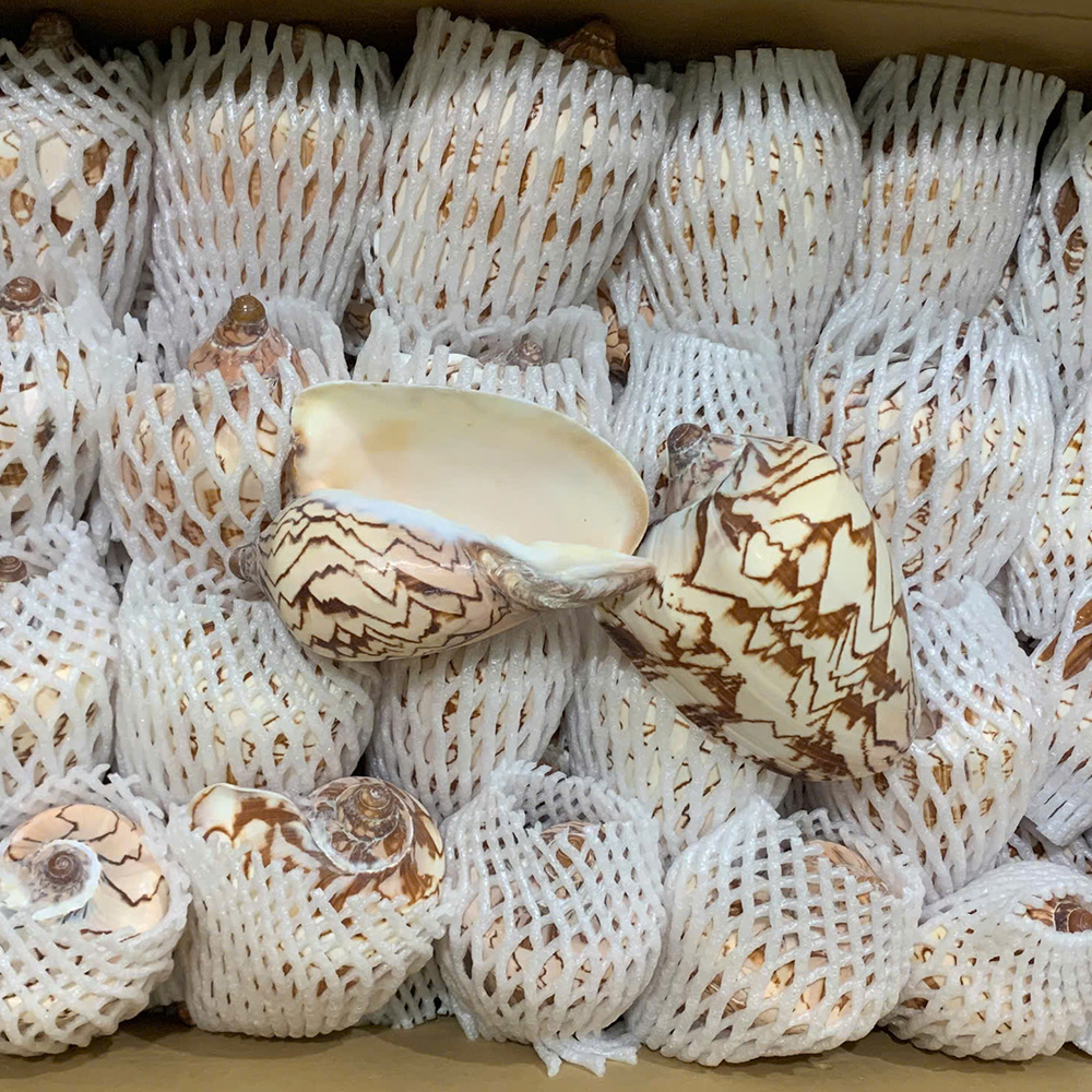 Indian Volute Shells — view 3