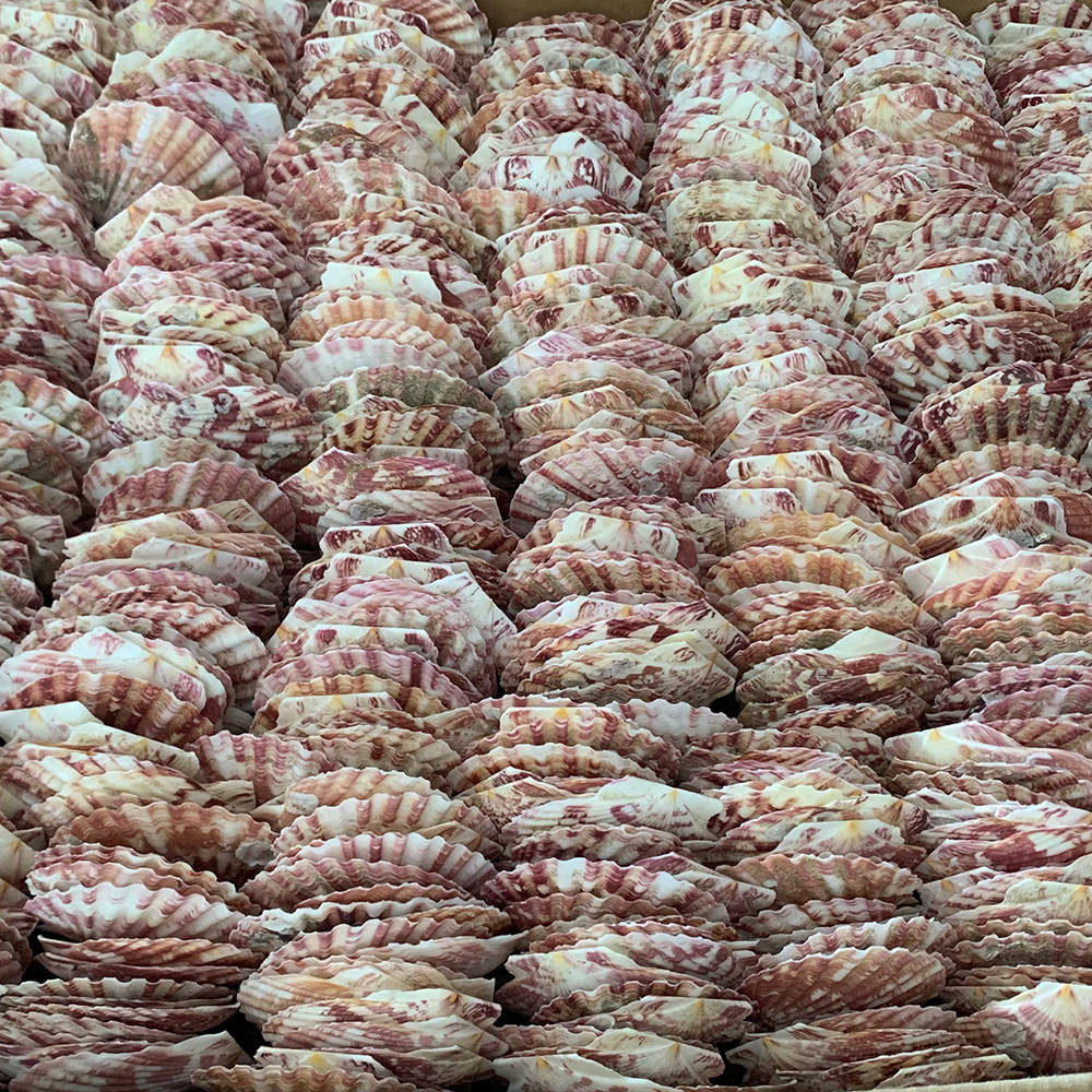 Irregular Scallop Shells
