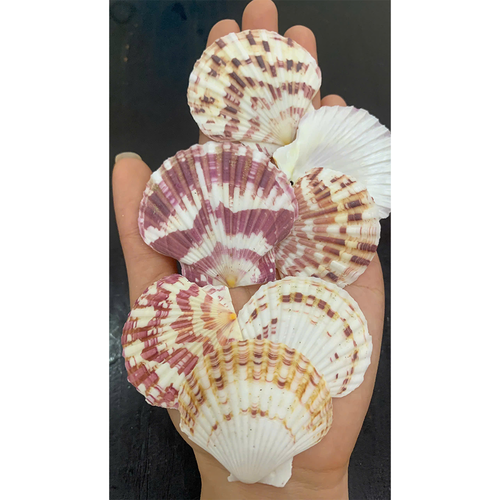 Irregular Scallop Shells — view 2