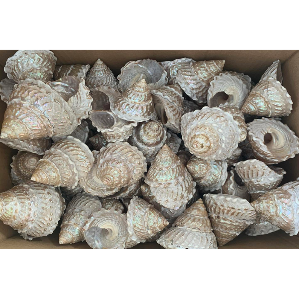 Knobbed Pearl Top Shells