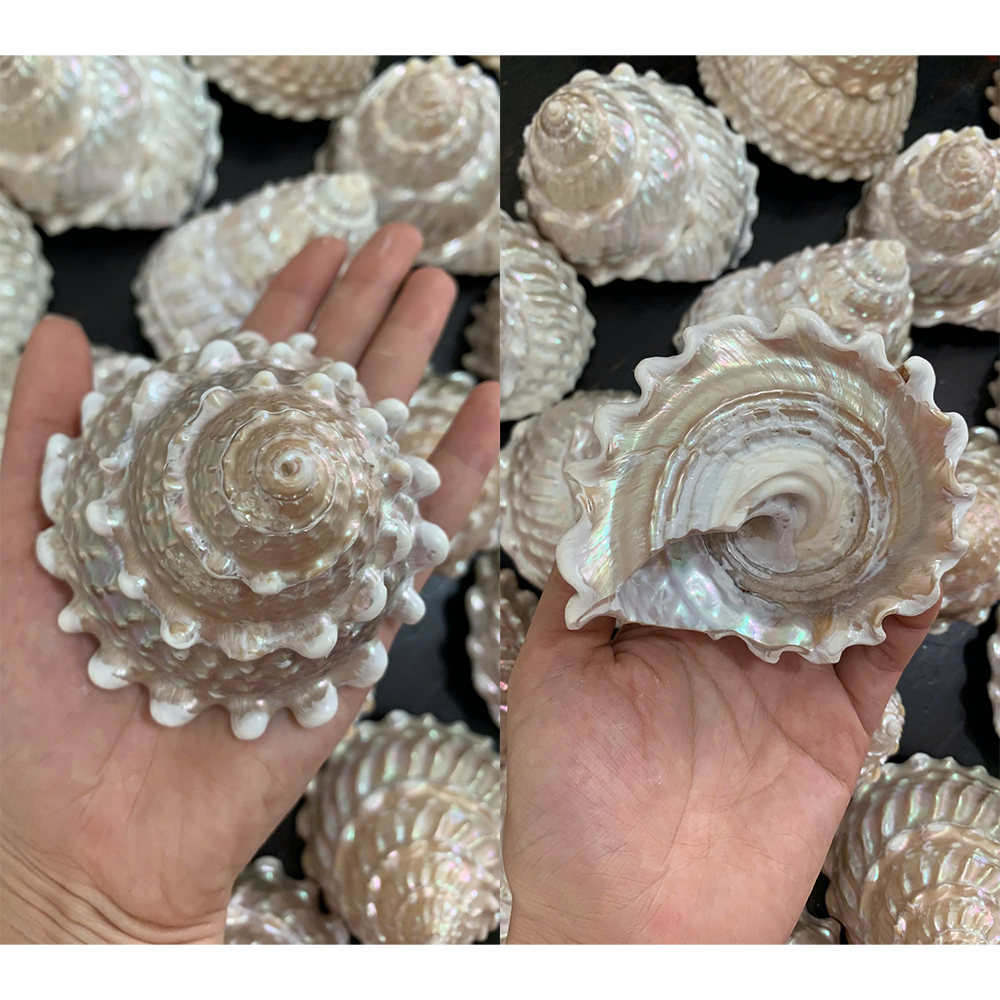 Knobbed Pearl Top Shells — view 2
