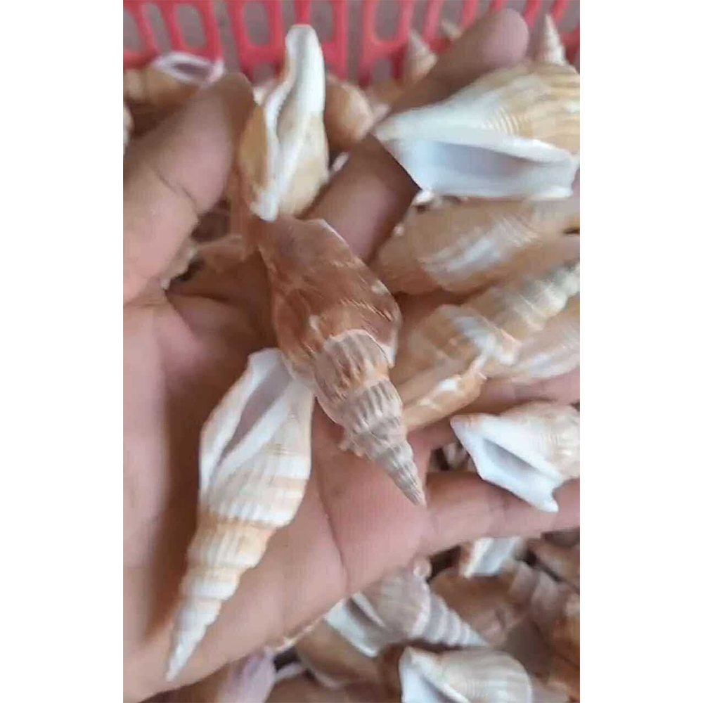 Long Jumping Conch Shells — view 1
