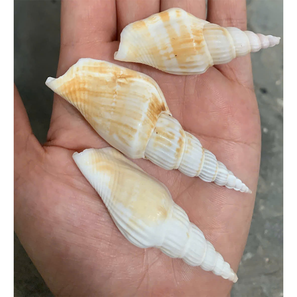 Long Jumping Conch Shells
