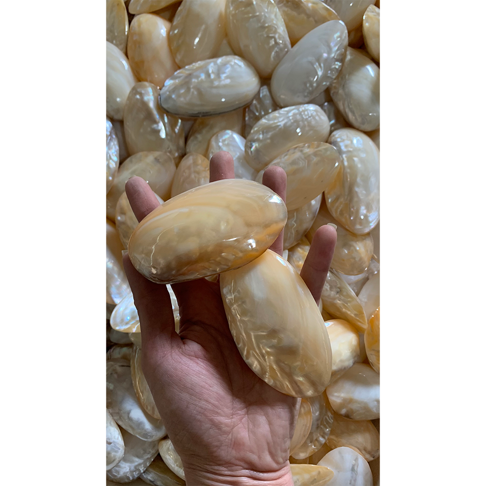Polished Mussel Shells