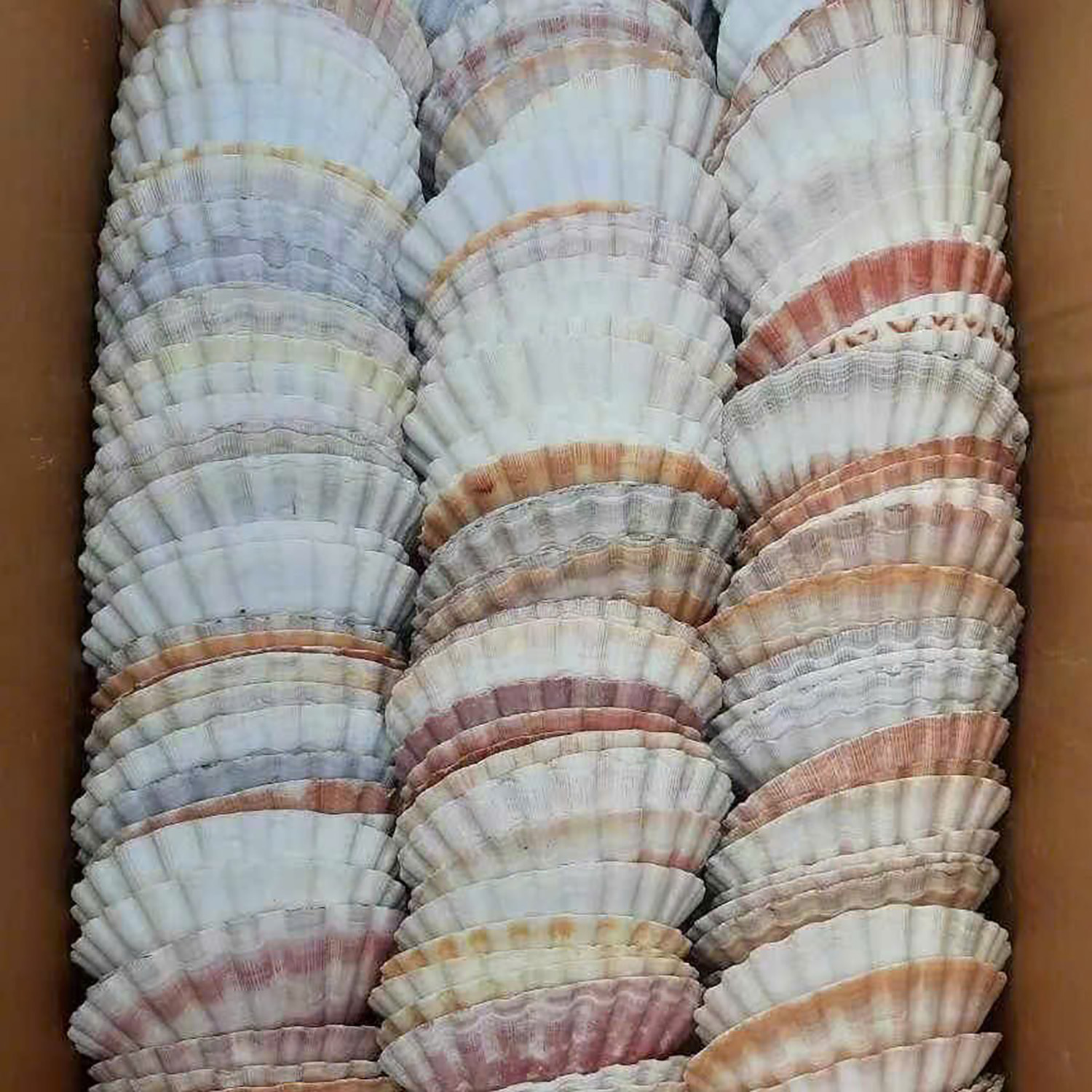 Colorful Australian Scallop Shells