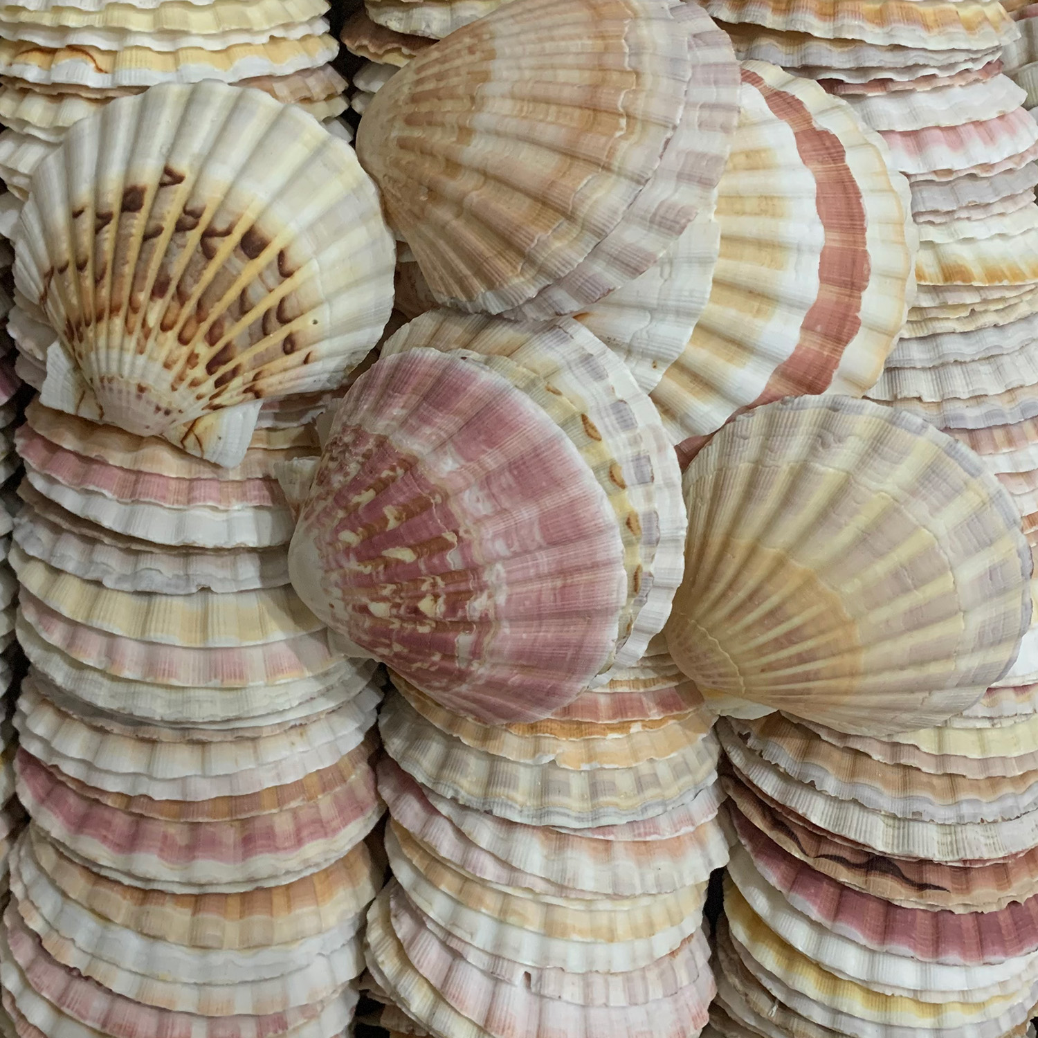 Natural Australian Scallop Shells — view 2