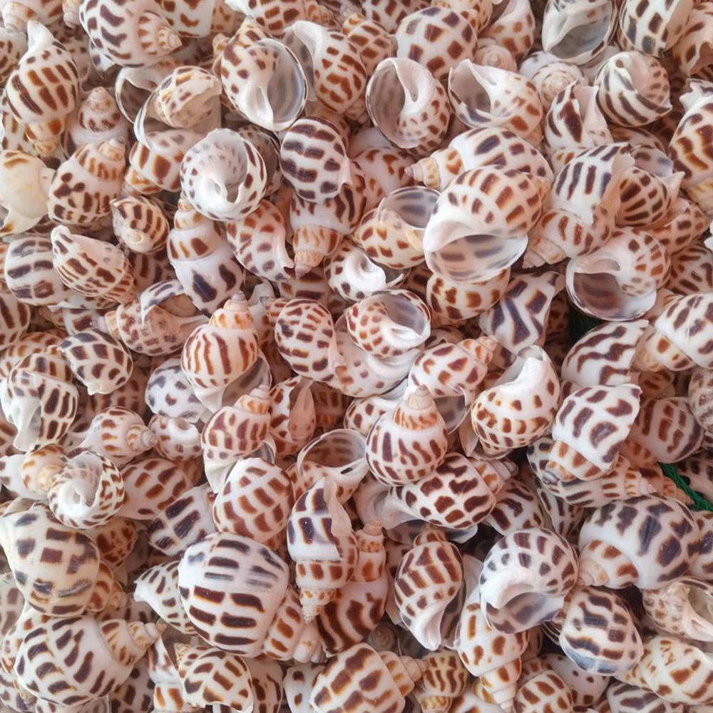 Natural Babylon Shells