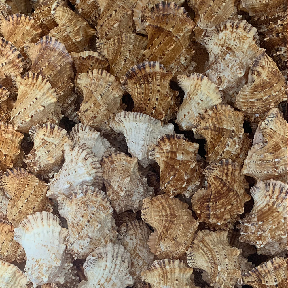 Natural Frog Shells