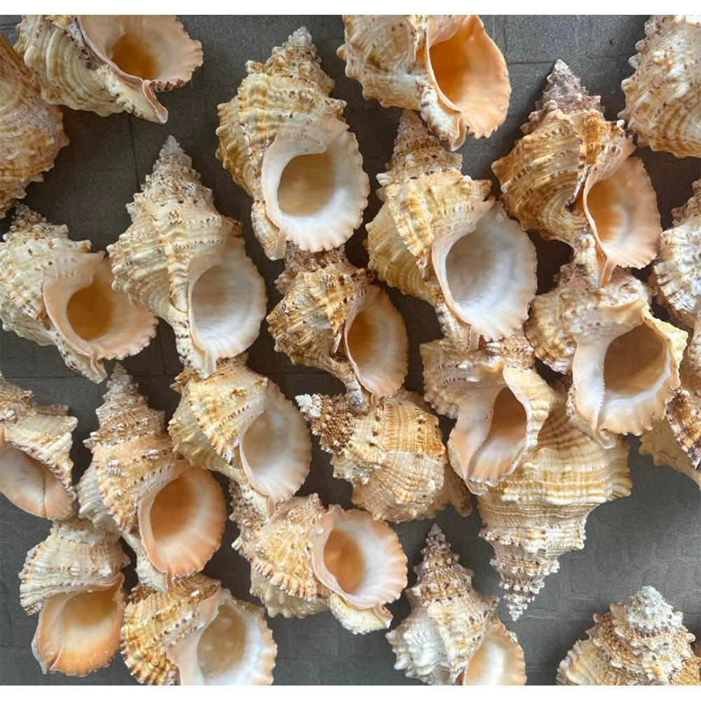 Natural Frog Shells — view 2