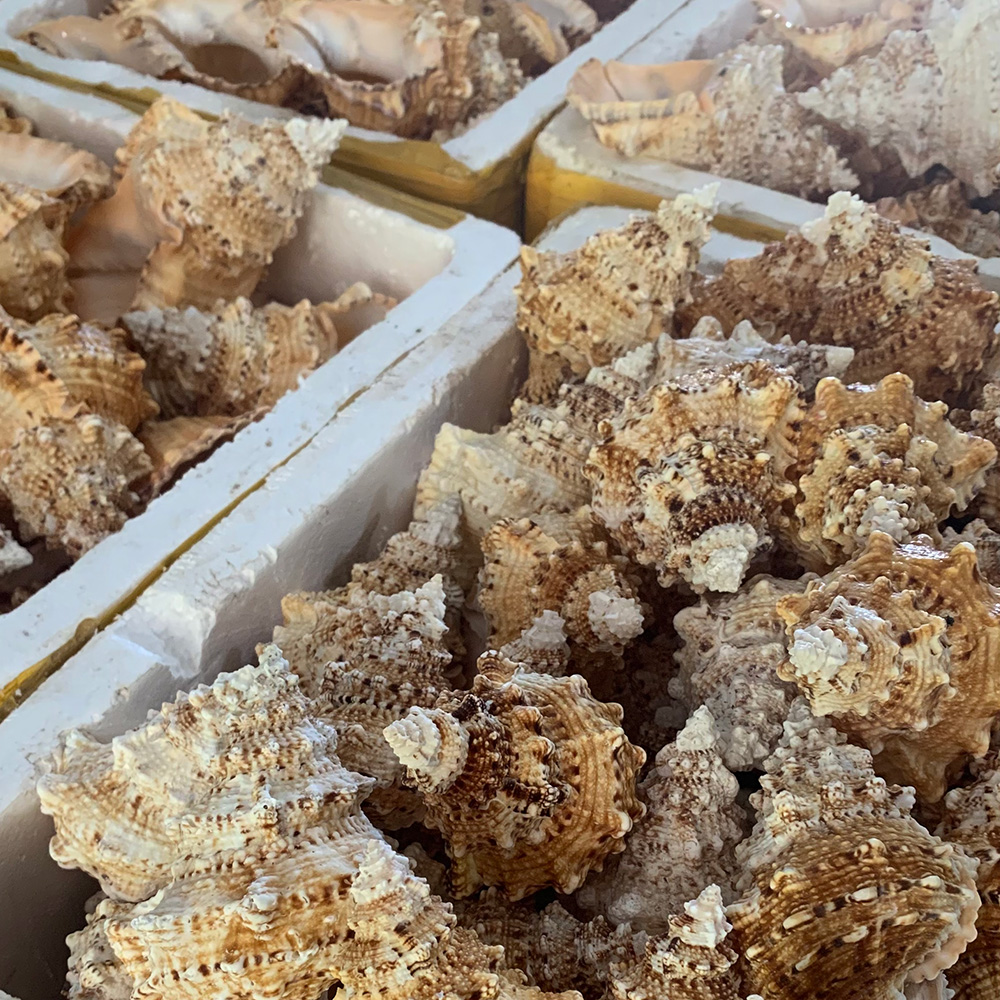 Natural Frog Shells — view 5