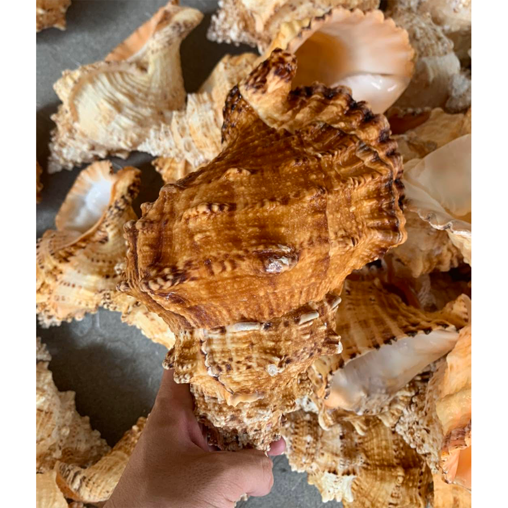 Natural Frog Shells — view 6