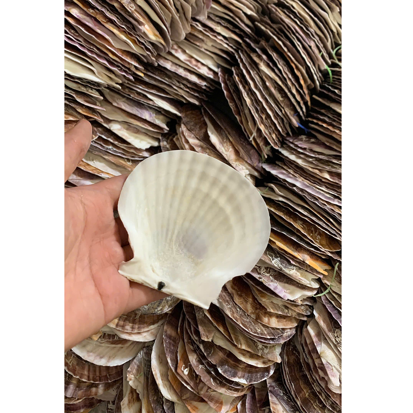 Natural Japanese Scallop Shells — view 1