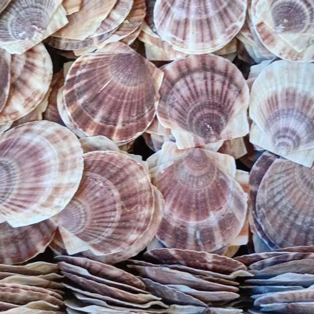 Natural Japanese Scallop Shells