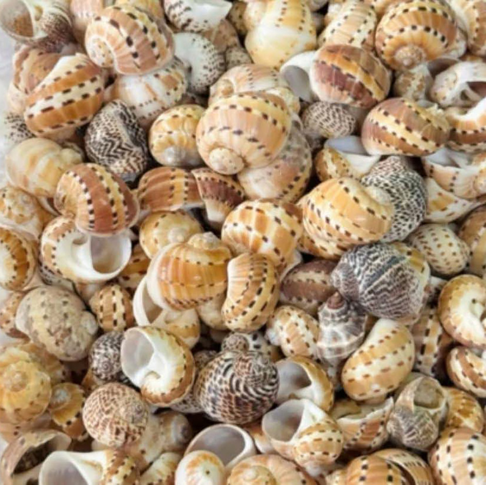 Natural Moon Snail Shells — view 1