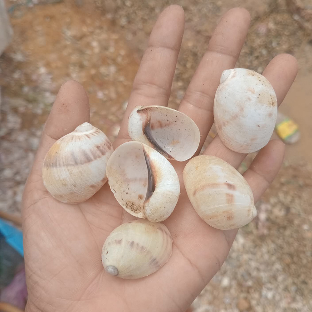 Natural Moon Snail Shells — view 2